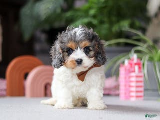 Cavapoo dogs Ranger - Ad 35