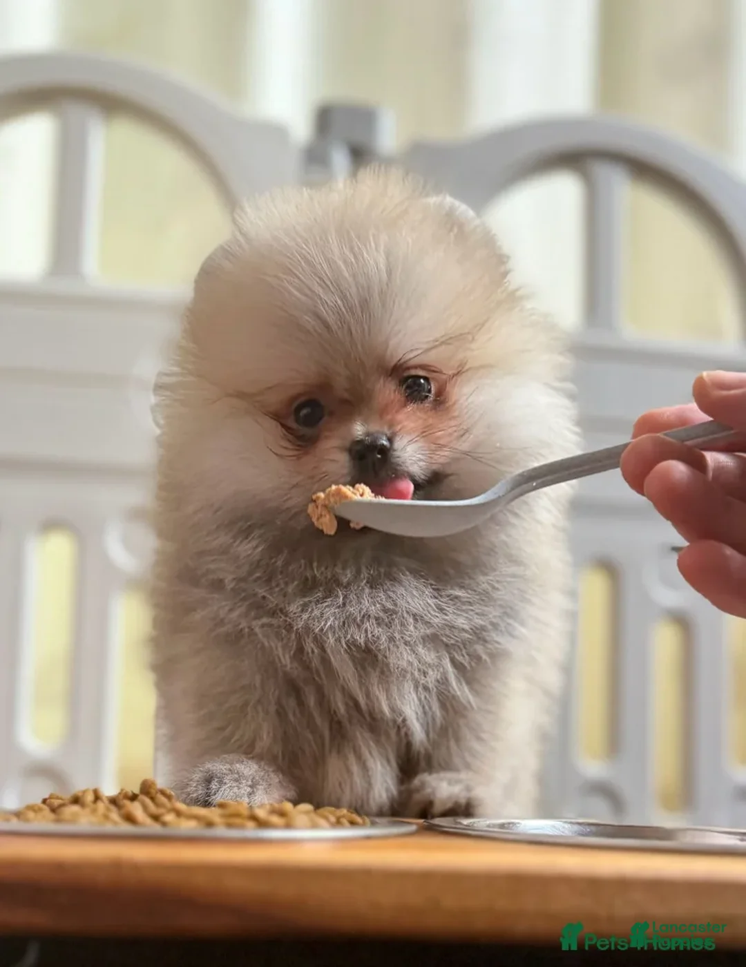 Pomeranian dogs for sale: Greg - Ad 33