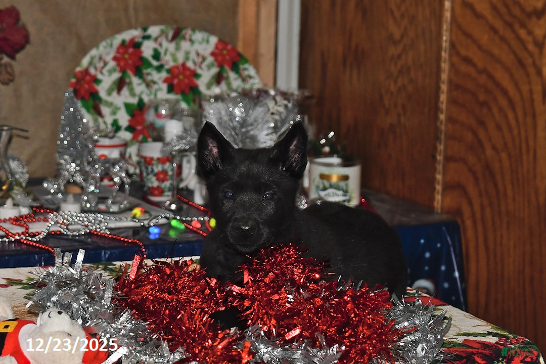 Belgian Malinois dogs for sale: Zeus - Ad 6