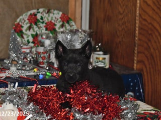 Belgian Malinois dogs Zeus - Ad 3