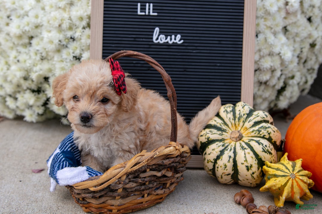 Mixed Breed dogs for sale: Ayla - Ad 3