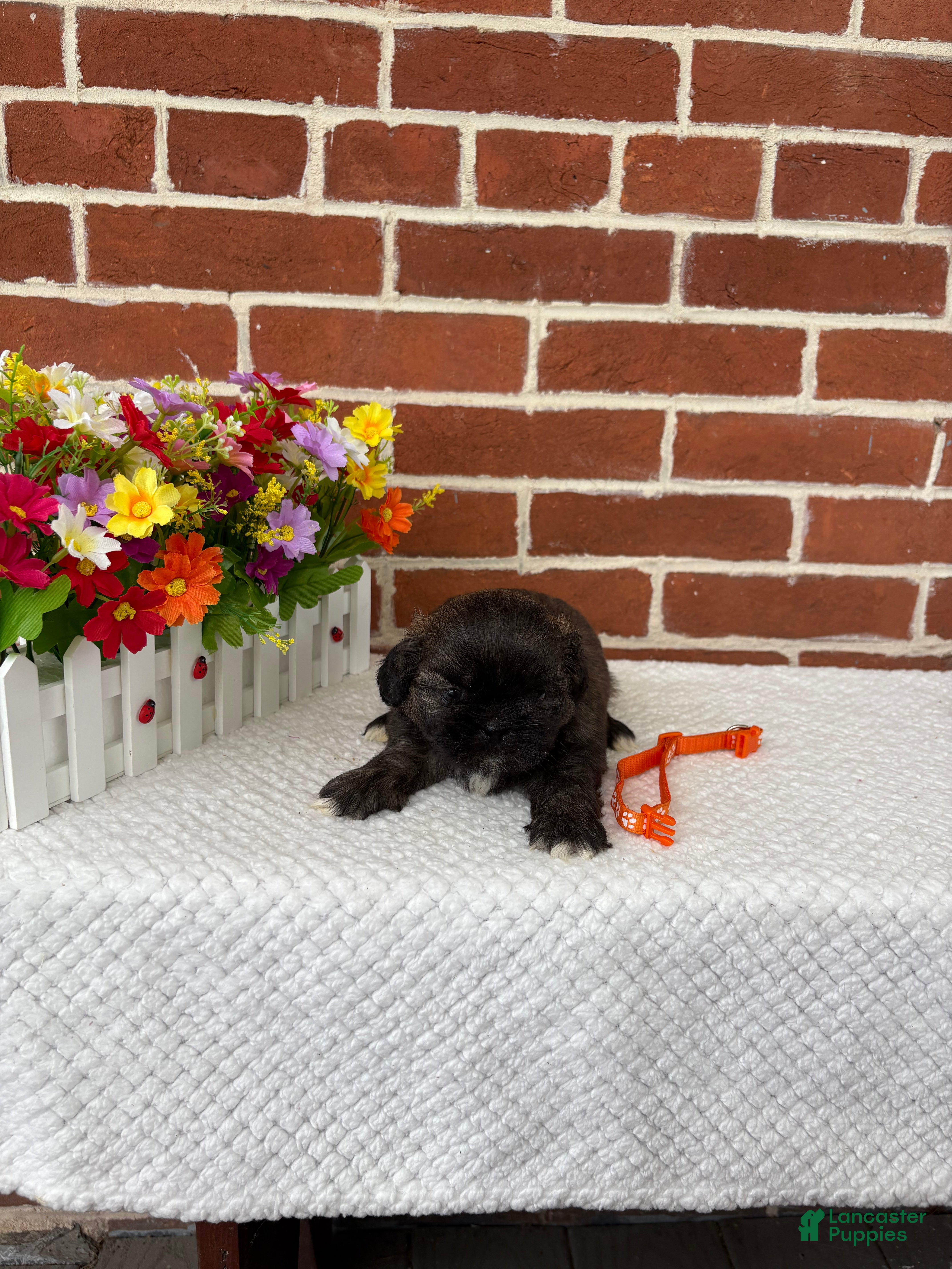 Shih Tzu dogs for sale: Lenny - Ad 5