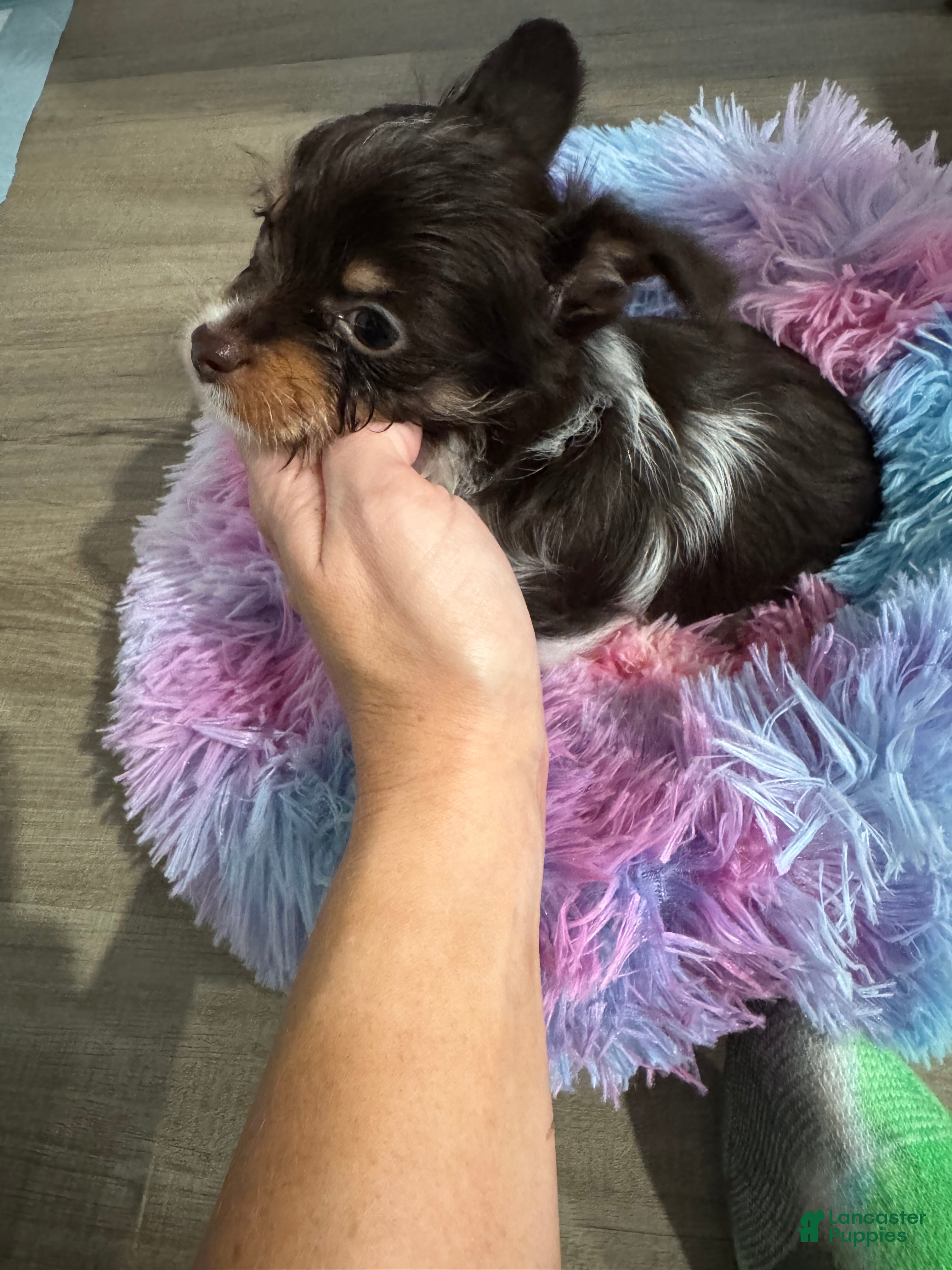 Yorkshire Terrier dogs Yorkshire Terrier 1 - Ad 1