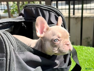 French Bulldog dogs - Ad 36