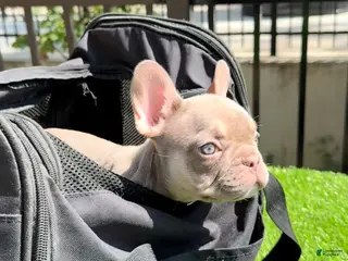 French Bulldog dogs Bella - Ad 30