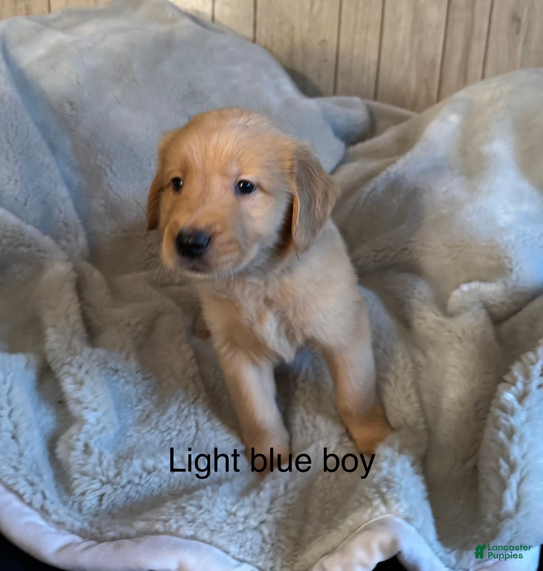 Golden Retriever dogs Golden Retriever Puppy 1 - Ad 12