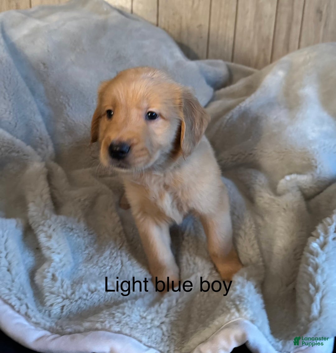 Golden Retriever dogs for sale: Golden Retriever Puppy 1 - Ad 1