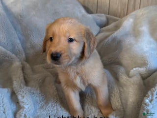 Golden Retriever dogs Golden Retriever Puppy 1 - Ad 30