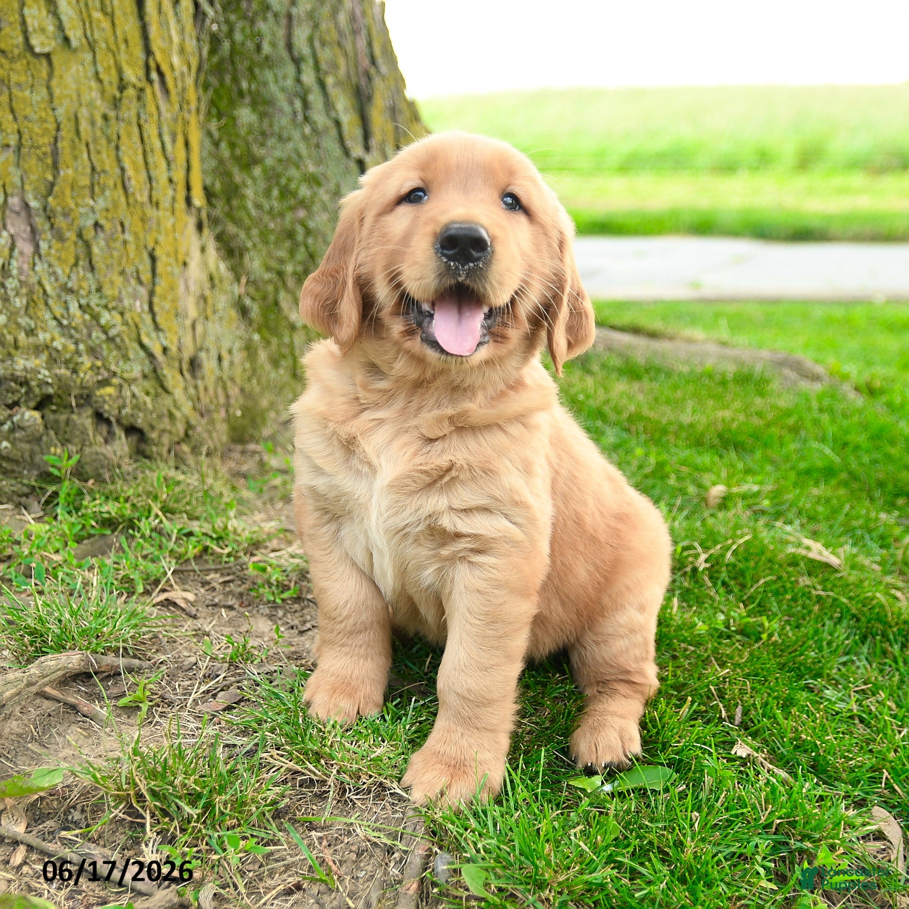 Golden Retriever dogs Princeton - Ad 1