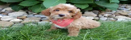 Mini Goldendoodle dogs for sale: Tommy - Ad 5