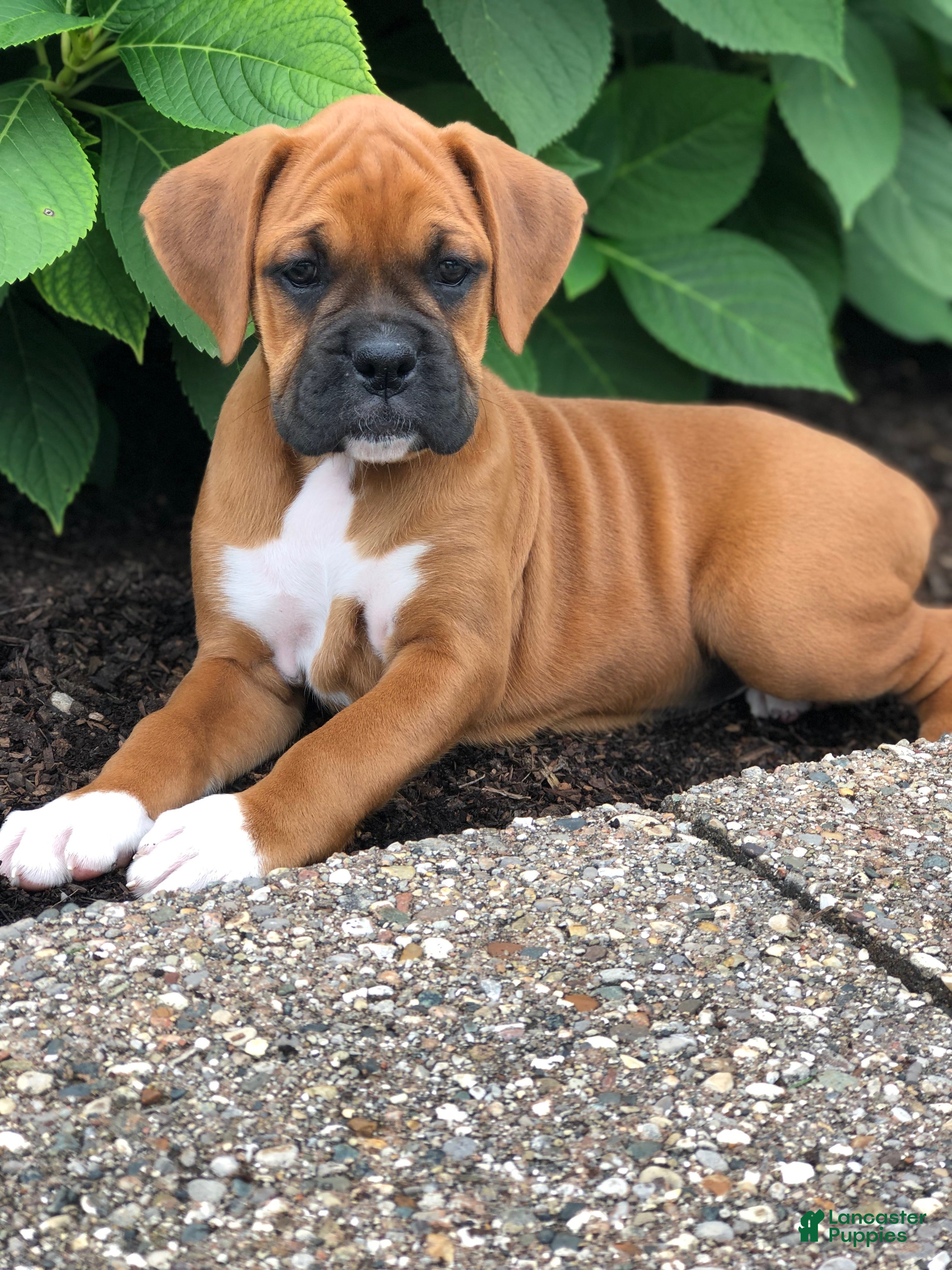 Boxer dogs Addy - Ad 1