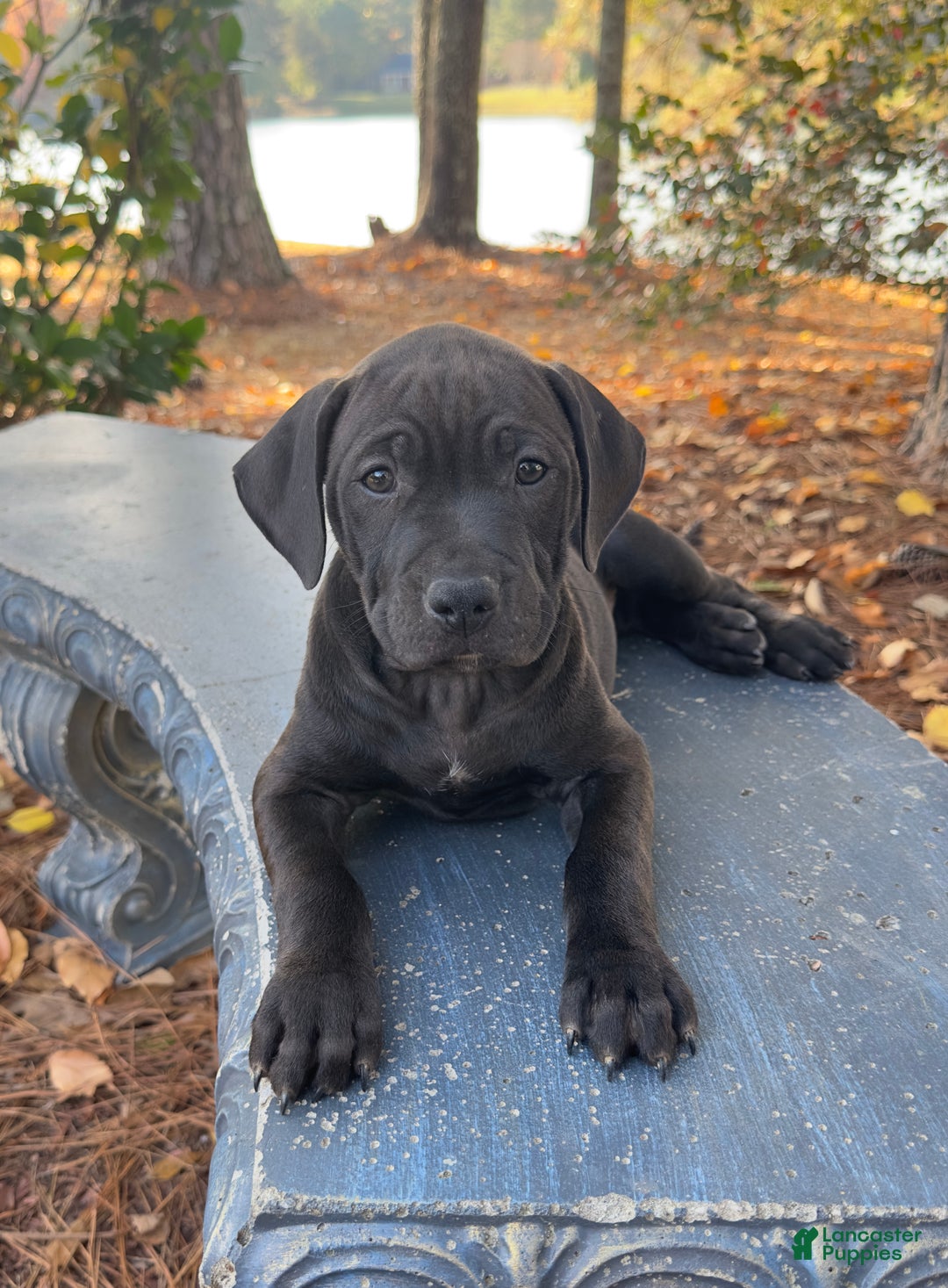 American Pit Bull Terrier dogs for sale: Malone - Ad 1