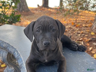 American Pit Bull Terrier dogs Malone - Ad 13