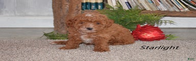 Miniature Poodle Puppy 1