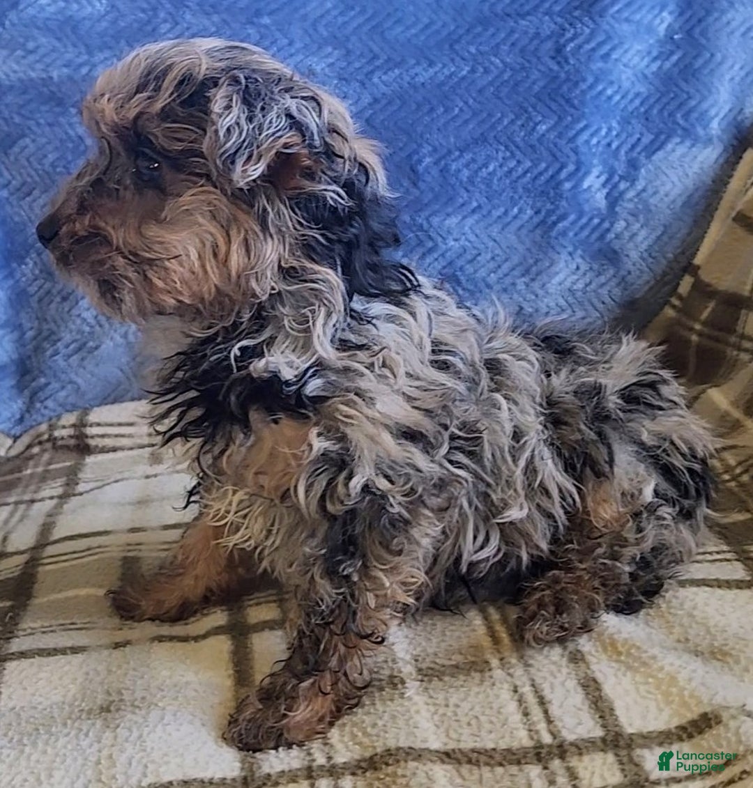 Yorkiepoo dogs for sale: Pixie - Ad 3