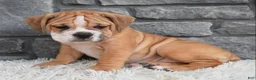 Beabull dogs for sale: Molly  - Ad 7