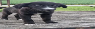 Jester