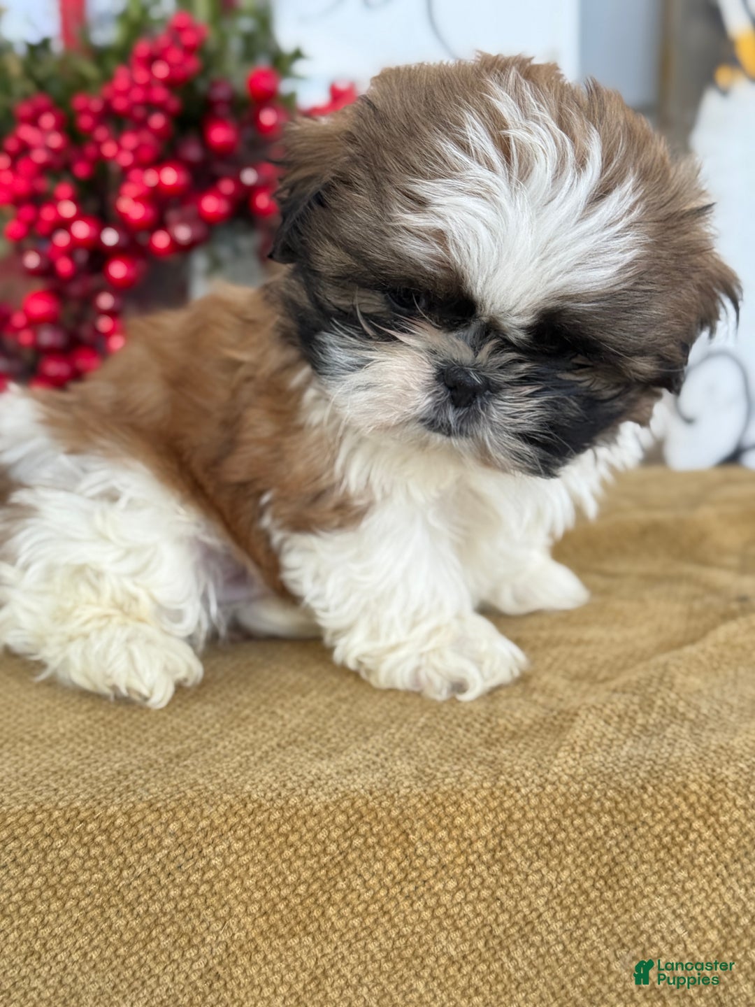 Shih Tzu dogs for sale: Patch - Ad 5