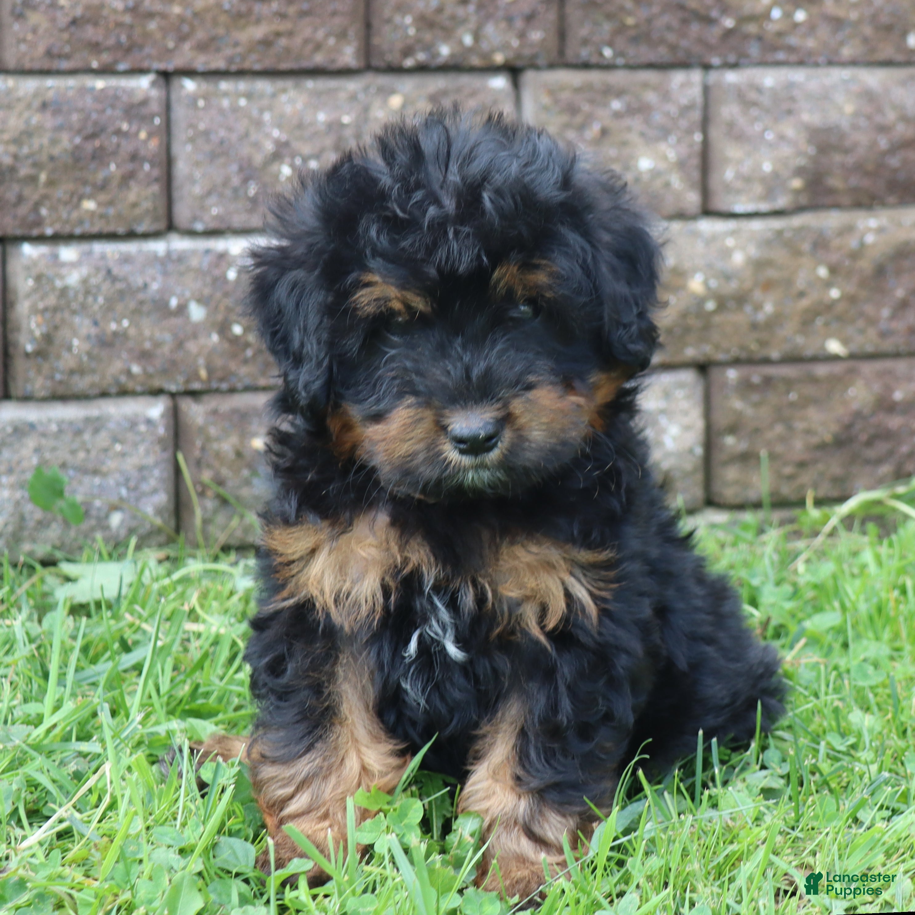 Mini Goldendoodle dogs Chase - Ad 1