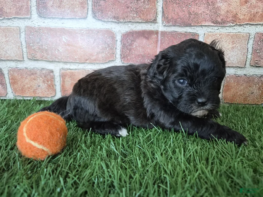 Shihpoo dogs for sale: Oreo - Ad 6