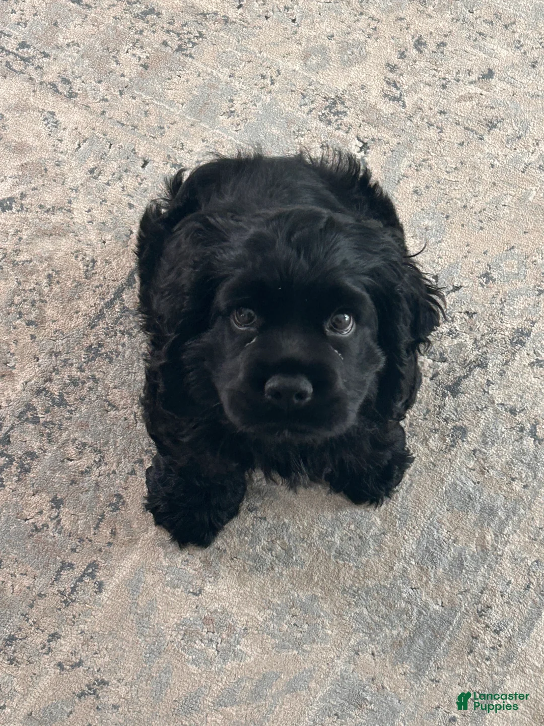 Cocker Spaniel dogs for sale: “Bark” Vader - Ad 2