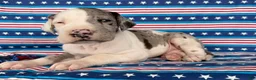 Great Dane dogs for sale: Patches Great Dane  - Ad 6