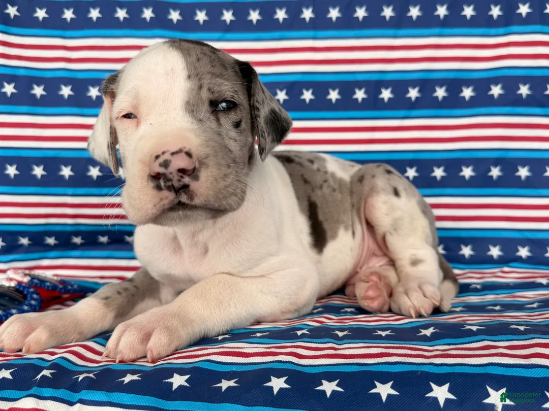 Great Dane dogs for sale: Patches Great Dane  - Ad 6