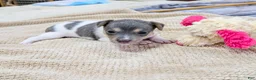 Rat Terrier dogs for sale: Freddy - Mini Rat - Ad 7