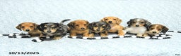 Miniature Dachshund dogs for sale: Asher - Ad 18