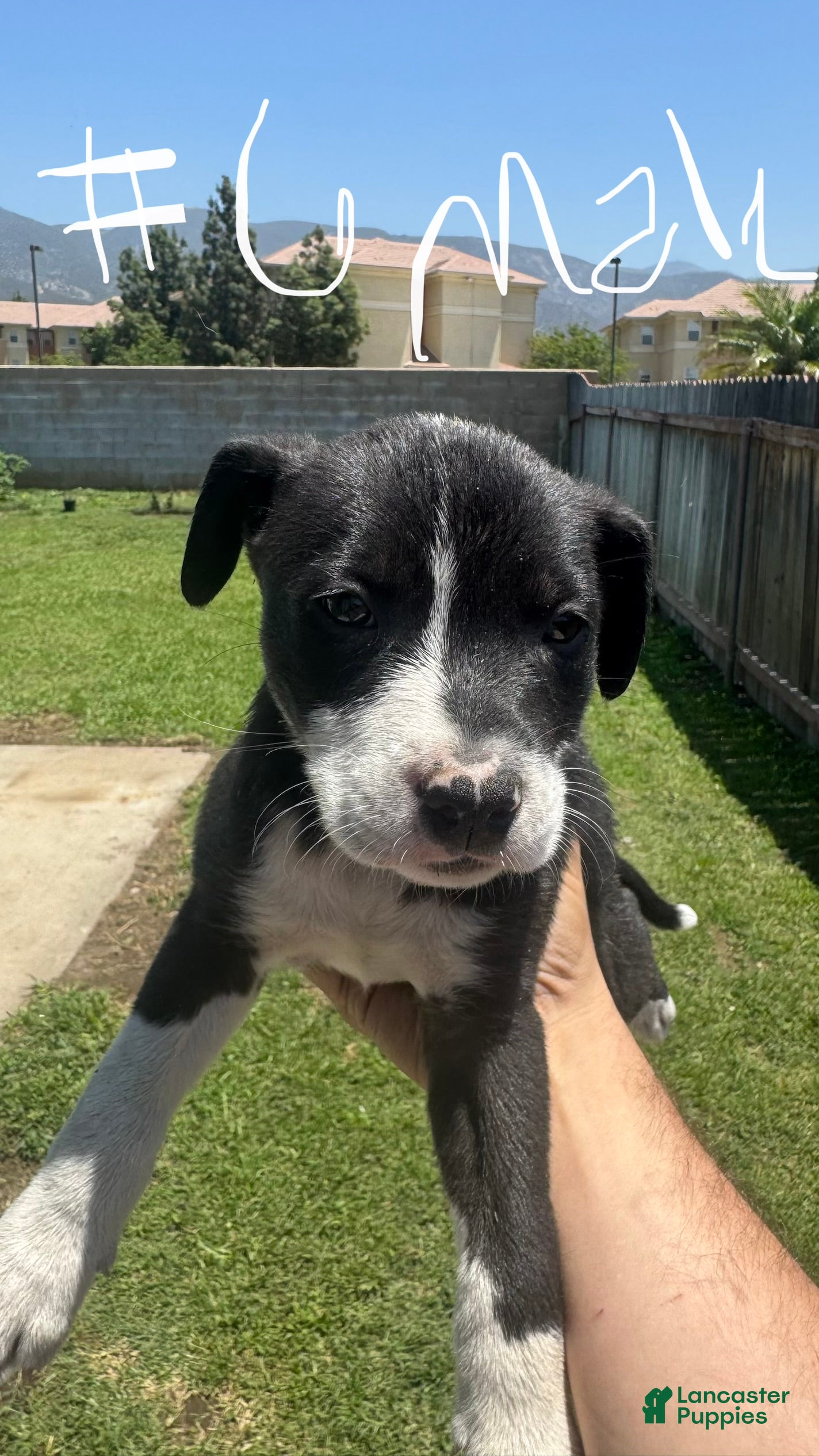 Mixed Breed dogs for sale: Male 6 - Ad 4