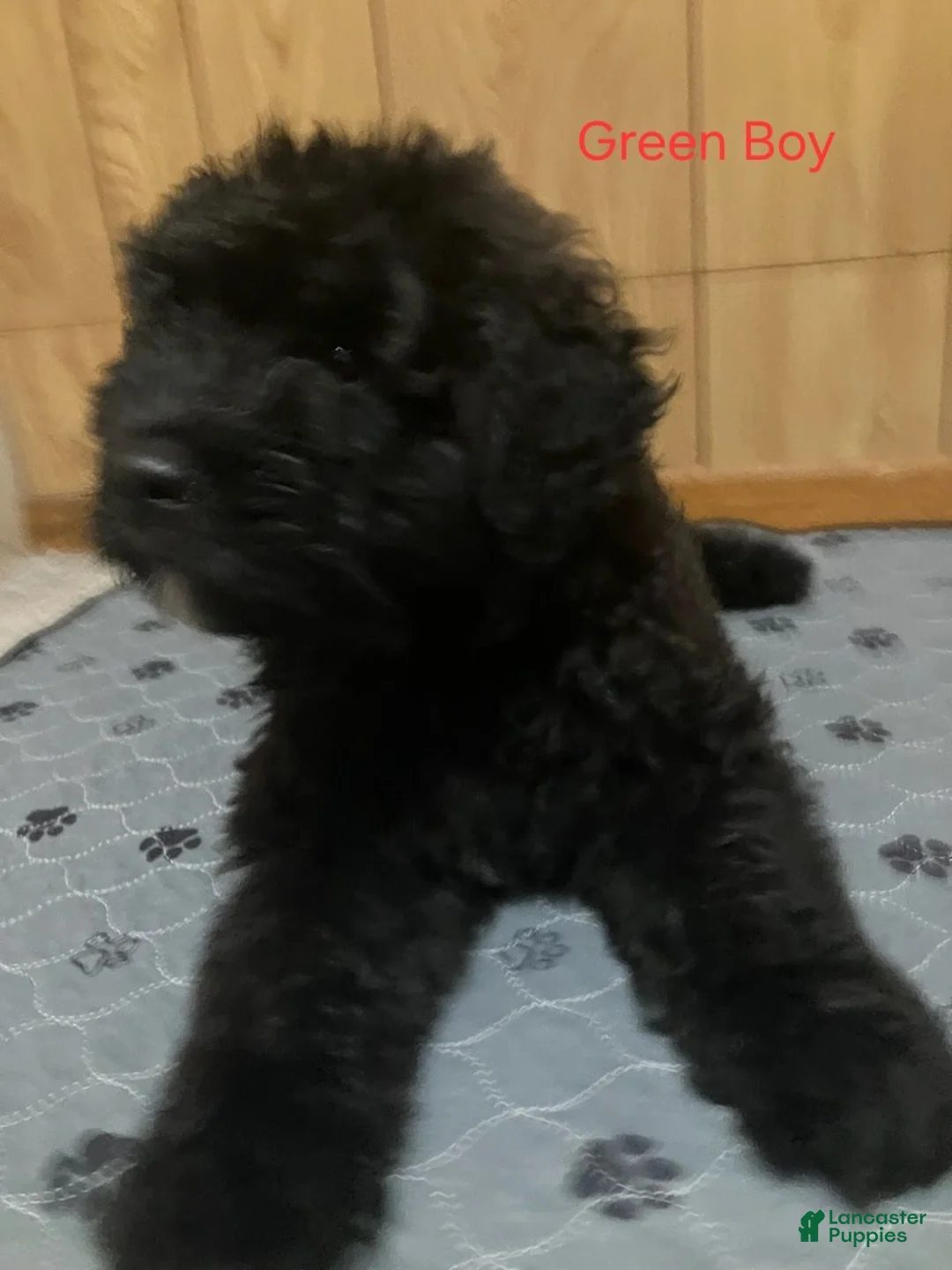 Bouvier Des Flandres dogs for sale: Bouvier Des Flandres 2 - Ad 2