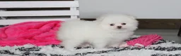 Pomeranian dogs for sale: Reese - Ad 1