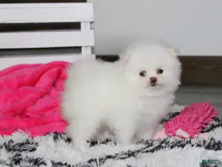 Pomeranian dogs for sale: Reese - Ad 1
