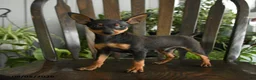Miniature Pinscher dogs for sale: Aristotle - Ad 1