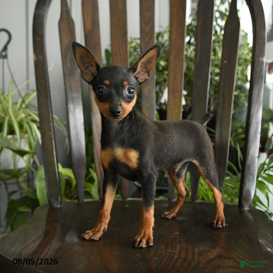 Miniature Pinscher dogs for sale: Aristotle - Ad 1