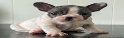 French Bulldog dogs for sale: Omar - Ad 7