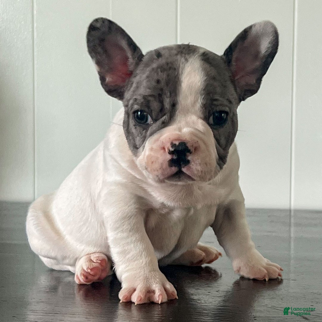 French Bulldog dogs for sale: Omar - Ad 7