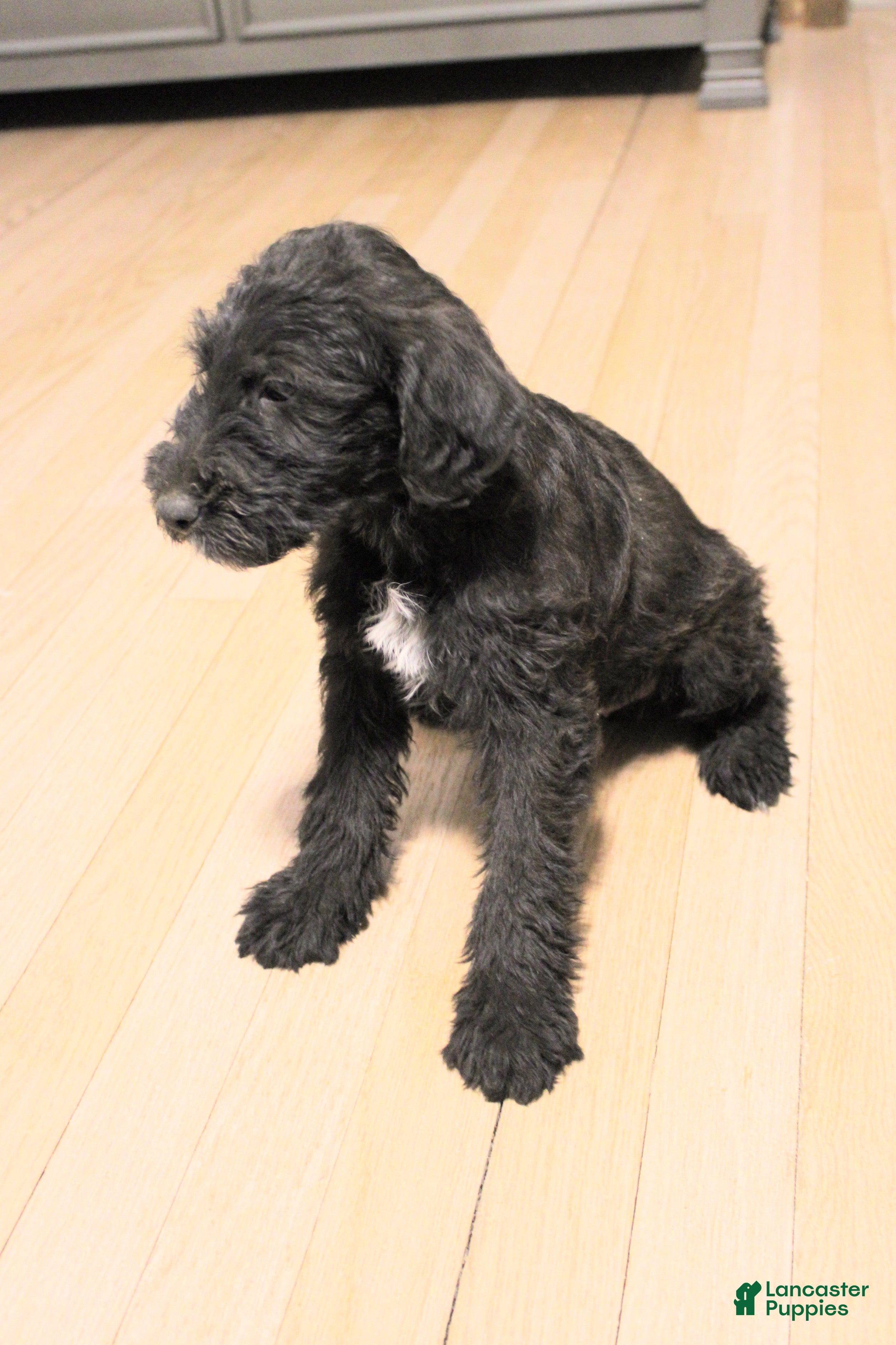 Mixed Breed dogs Geyser - Ad 2