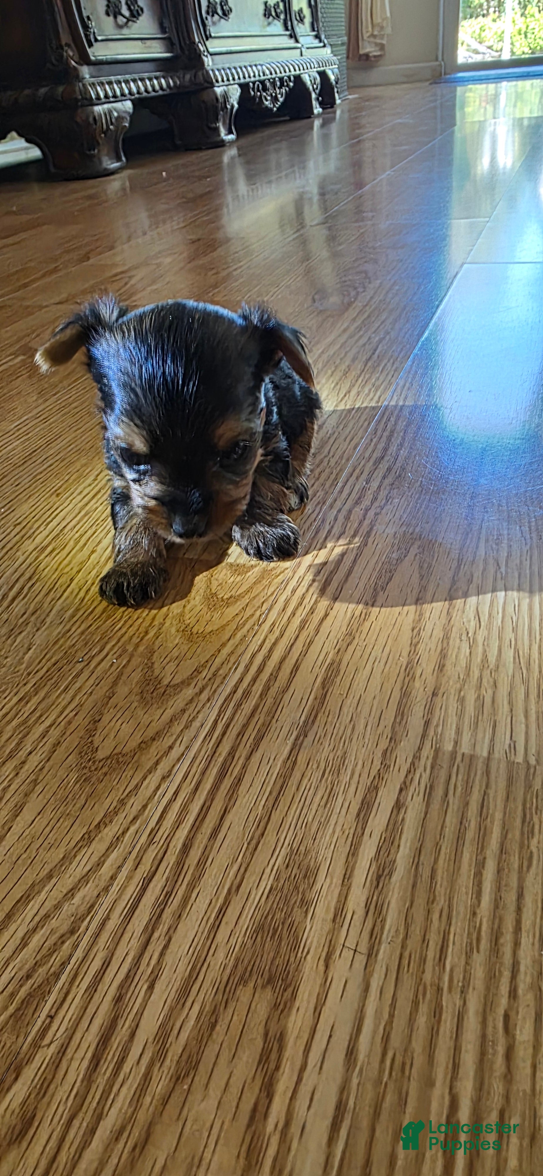 Yorkshire Terrier dogs Yorkshire Terrier 2 - Ad 25