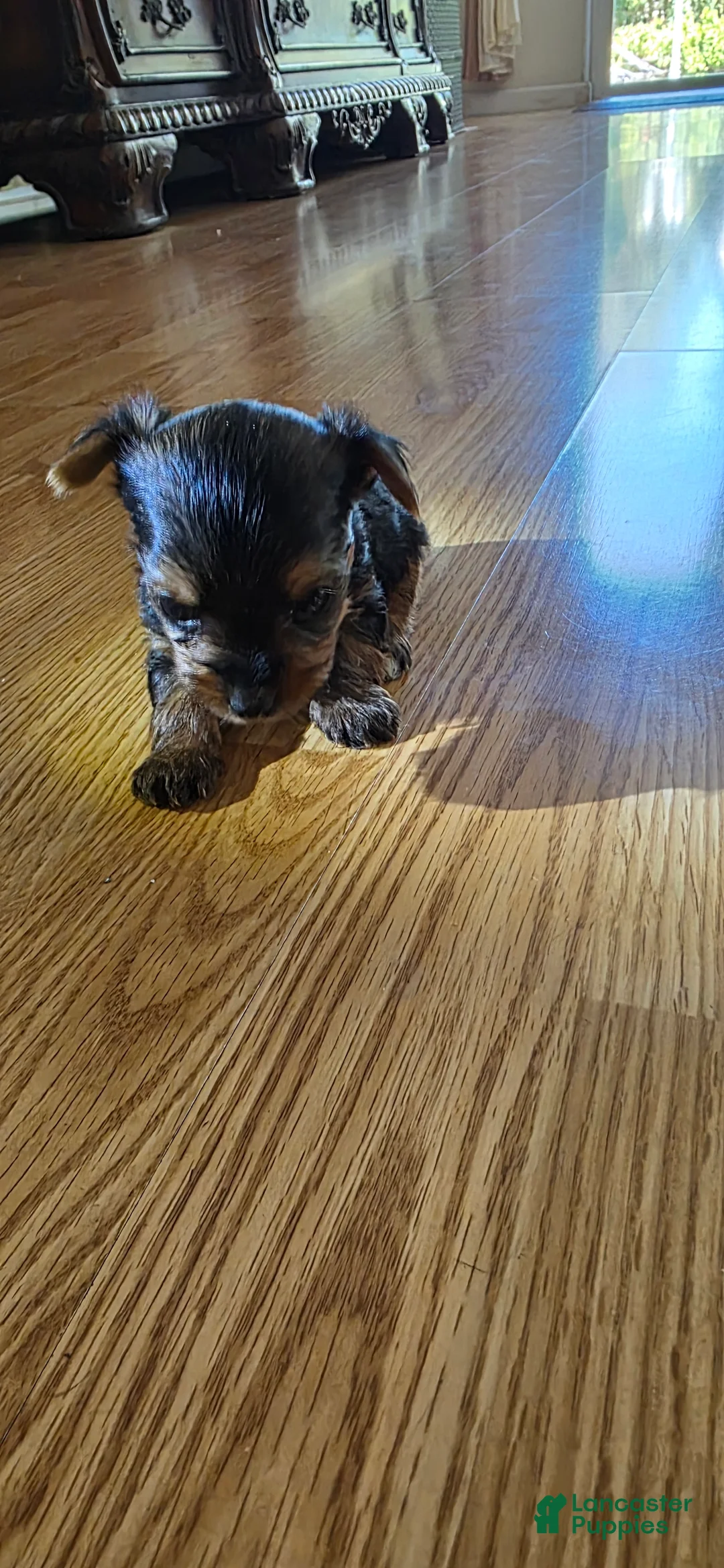 Yorkshire Terrier dogs for sale: Yorkshire Terrier 2 - Ad 1