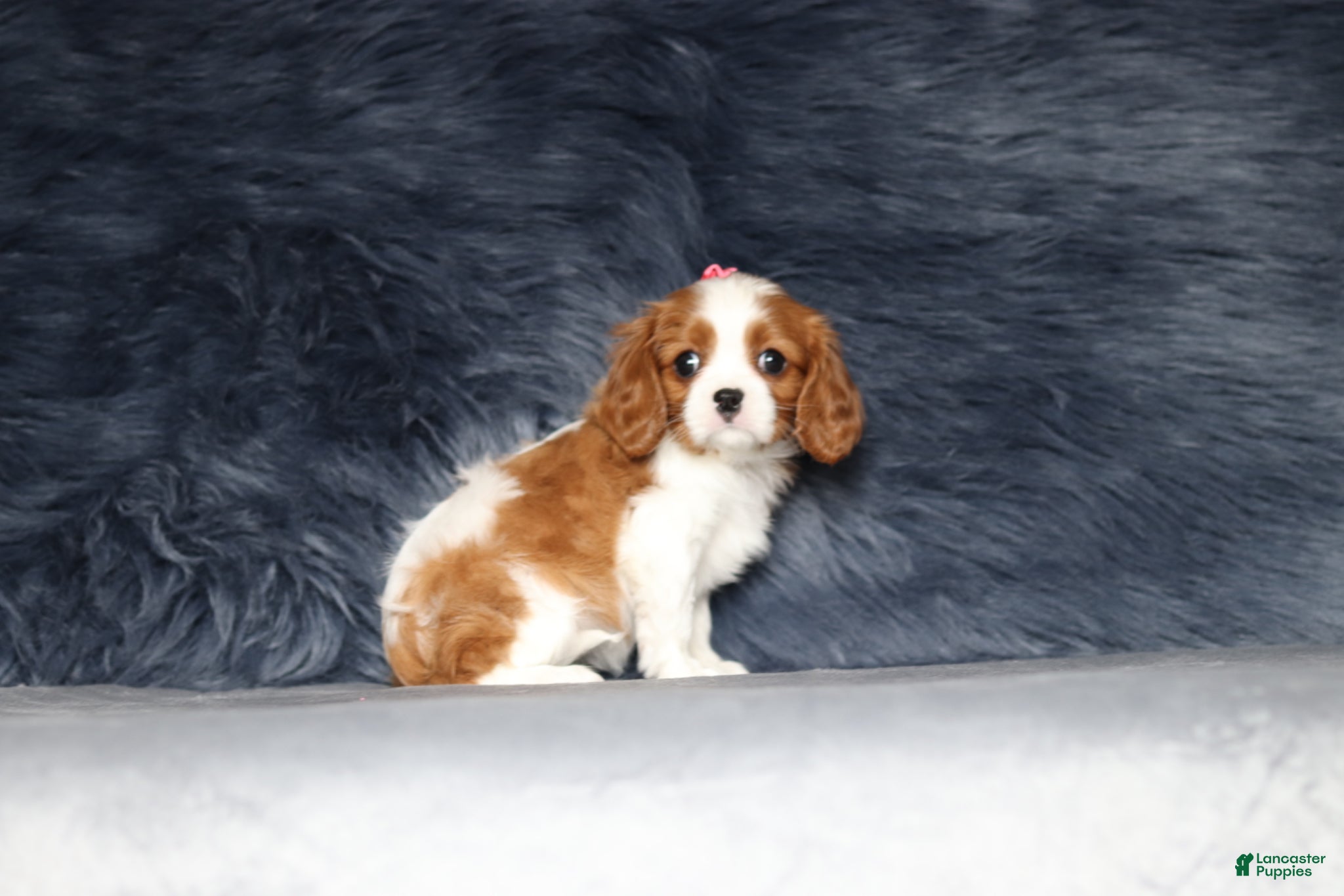 Cavalier King Charles Spaniel dogs Willow  - Ad 1
