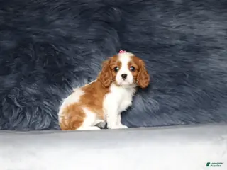 Cavalier King Charles Spaniel dogs for sale: Willow - Ad 2