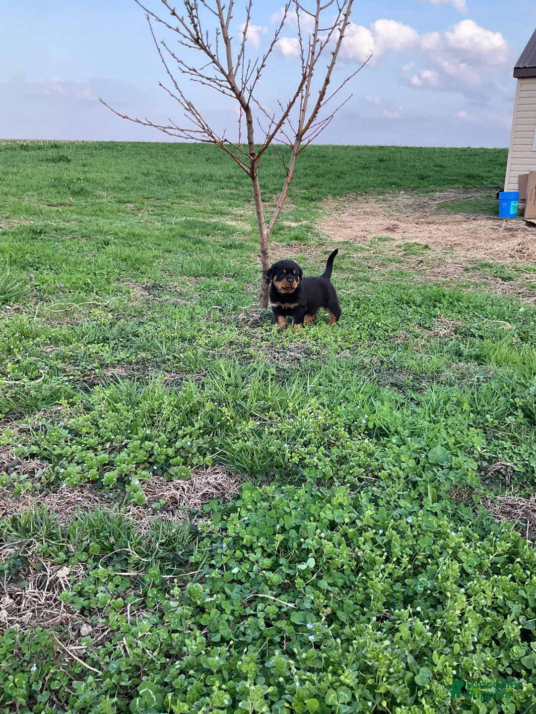 Rottweiler dogs for sale: Charles - Ad 2