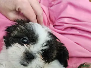 Shorkie dogs Purple - Ad 40