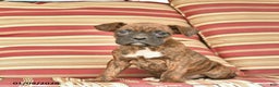 Boxer dogs for sale: Jackpot  - Ad 3