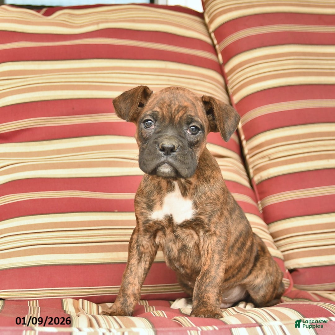 Boxer dogs for sale: Jackpot  - Ad 3