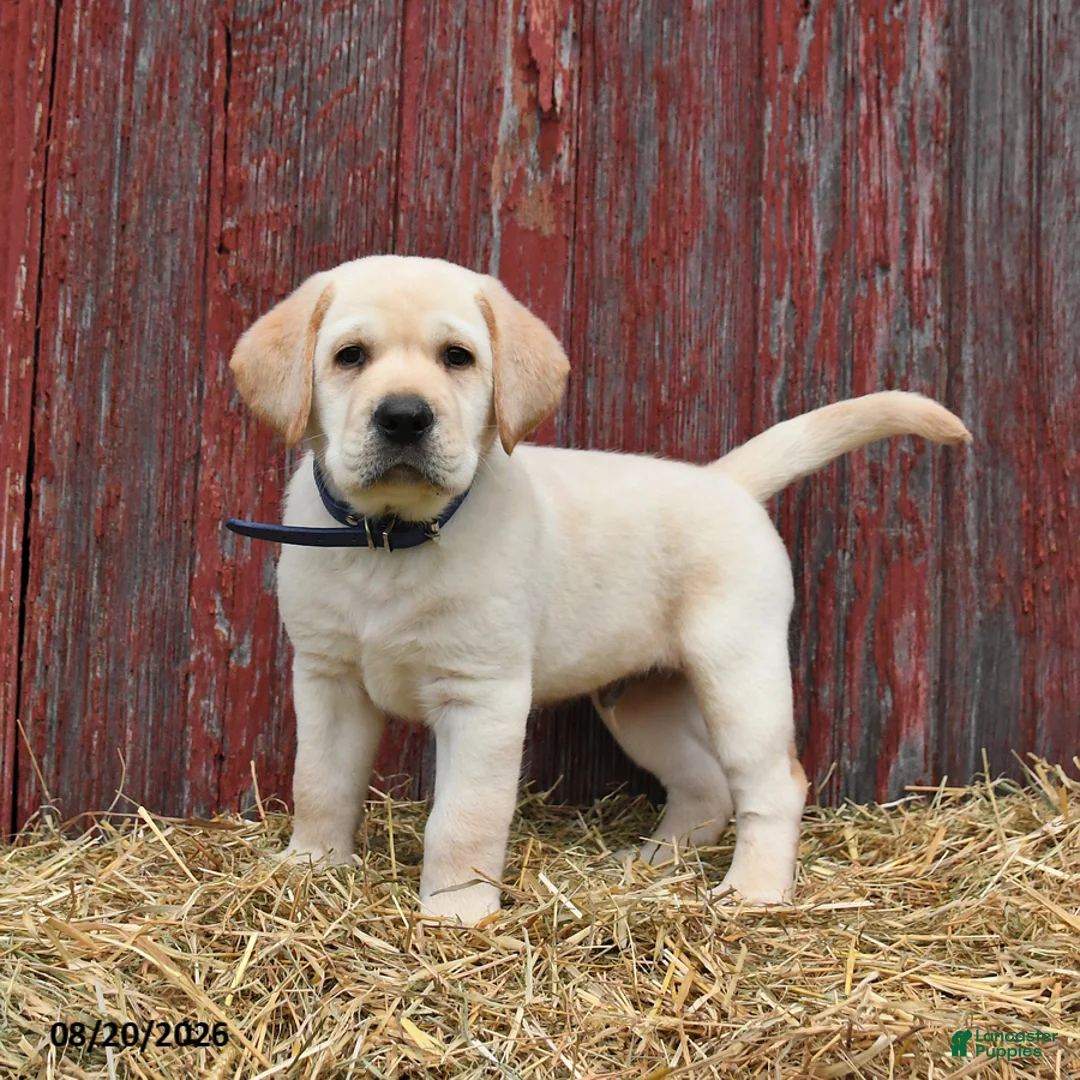 Labrador Retriever dogs for sale: Bruce - Ad 1