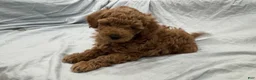 Miniature Poodle dogs for sale: Cappuccino  - Ad 3