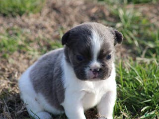 French Bulldog dogs Mini French Bulldog Puppy 1 - Ad 16