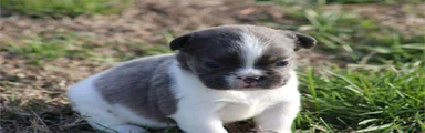 Mini French Bulldog Puppy 1